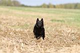 SCHIPPERKE 461